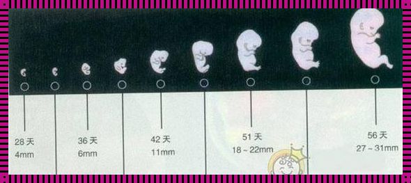 怀孕两个月有什么变化：身体与心灵的奇妙旅程