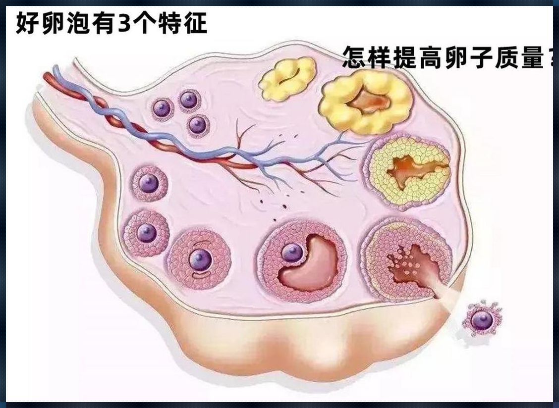 卵泡质量怀孕了会怎么样