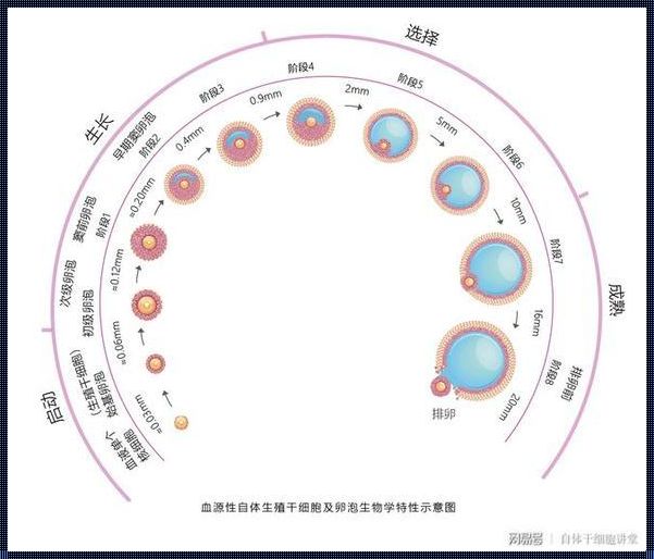 发育卵泡可能是什么意思