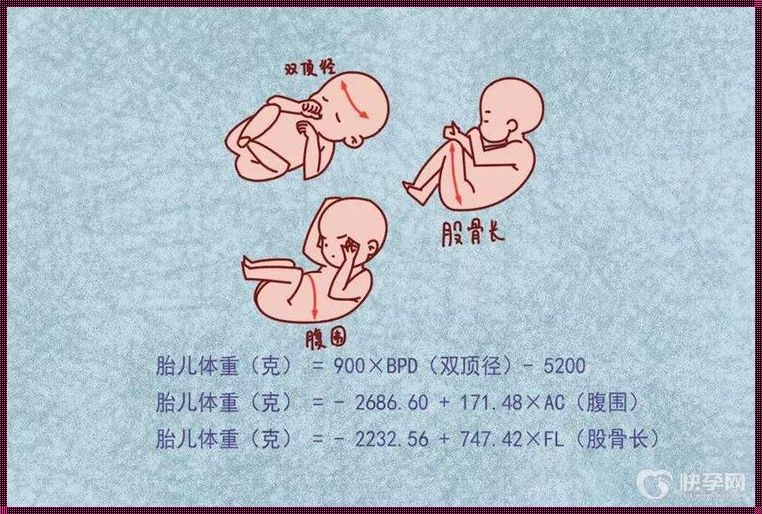 AC359mm胎儿有多大：揭秘胎儿成长的神秘过程