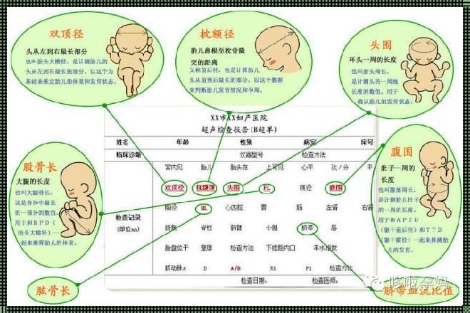 揭秘：HL代表胎儿的什么意思啊