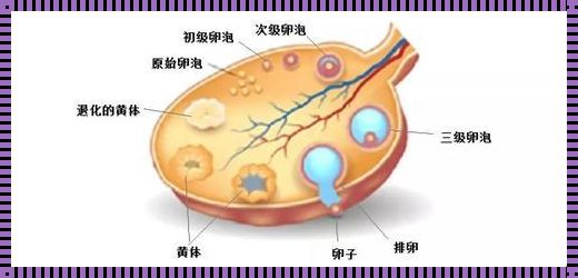 卵泡18×15排出会受孕吗：探索生命的奇迹