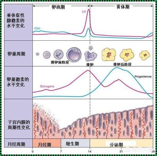 内分泌检查卵泡期什么意思