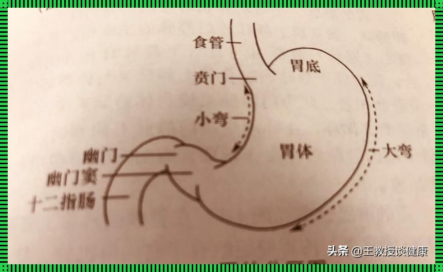 胃切除三分二后的寿命有多久：探秘人体机能与医学奇迹