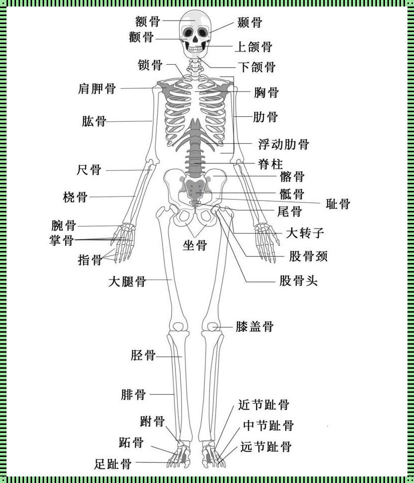 人体全身骨骼结构图：探索人体内部的坚硬支架