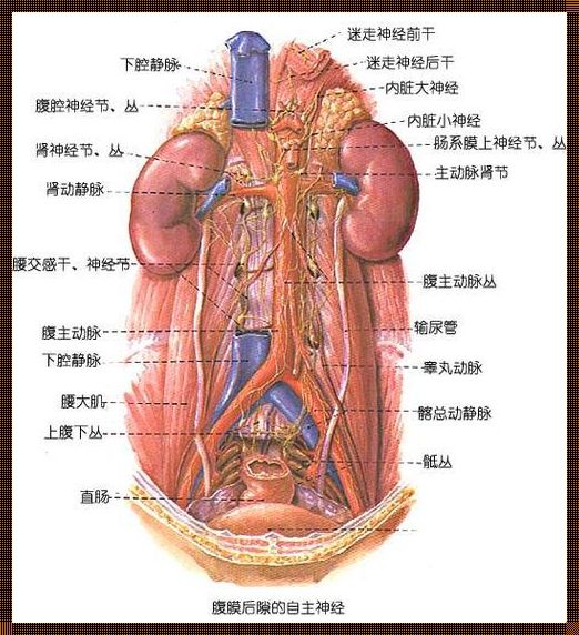尿路系统解剖图：探索人体深处的奇妙之旅