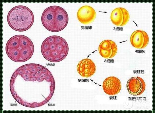 囊胚几周裂变双胞胎：生命的奇迹与科学解析