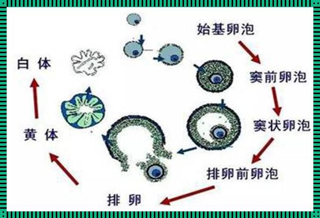 卵泡发育周期的秘密：深入了解女性生育机制