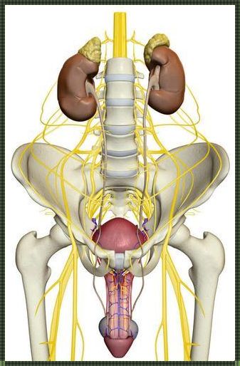 人体肾和膀胱的位置图：探索神秘的内脏世界