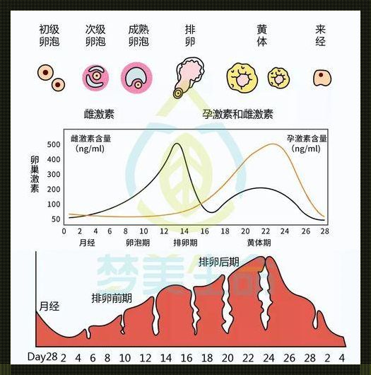 试管婴儿三级胚胎成功率高吗？