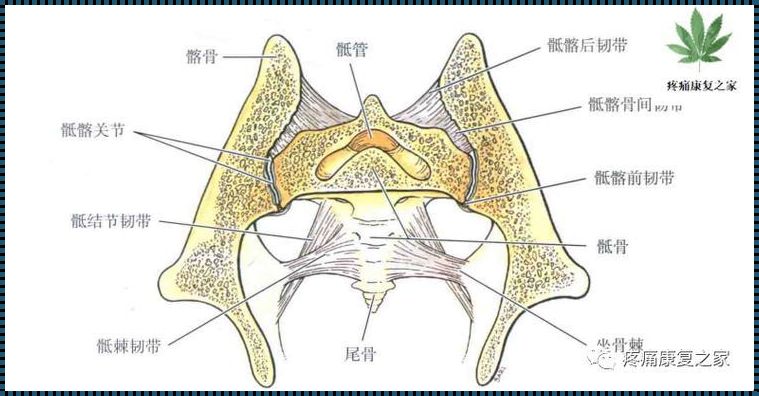 探索骶髂关节解剖图的神秘面纱