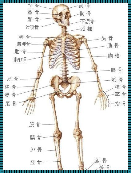 人体骨架结构示意图：探索人类骨骼的奥秘