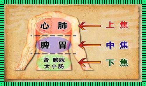 三焦指的是什么器官