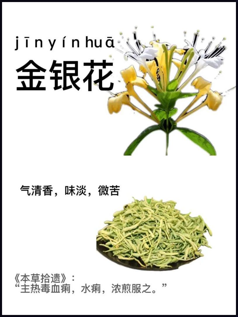 金银花：绿色的金子，财富的源泉