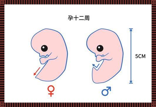 男孩一般比孕周偏大：性别差异的奥秘