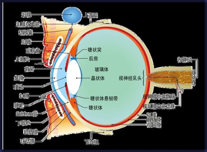 眼附属器包括哪些：揭秘视觉的辅助利器