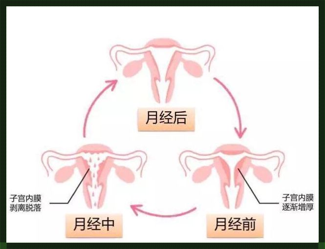 怀孕24周有褐色分泌物：关注孕妇的身体变化