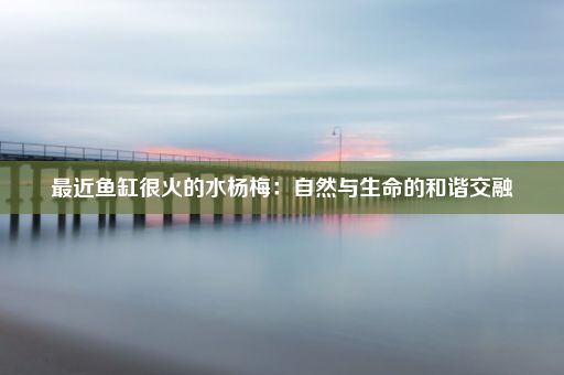 最近鱼缸很火的水杨梅：自然与生命的和谐交融