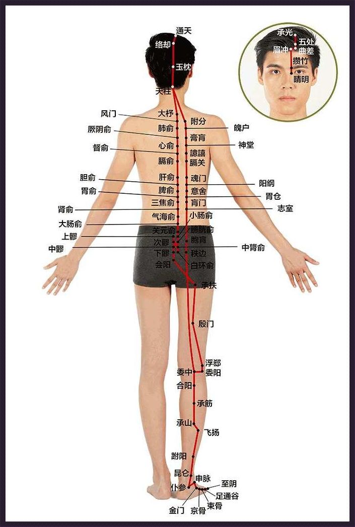 膀胱经分布图：探寻人体经络的奥秘