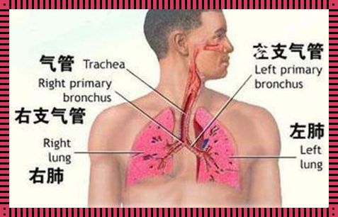 听肺部音听哪几个位置：探寻人体内部的音符