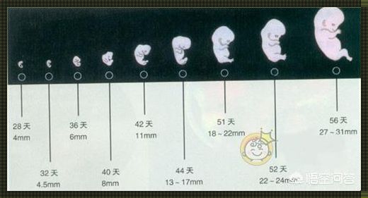 孕晚期是多少周开始：深入了解与探讨