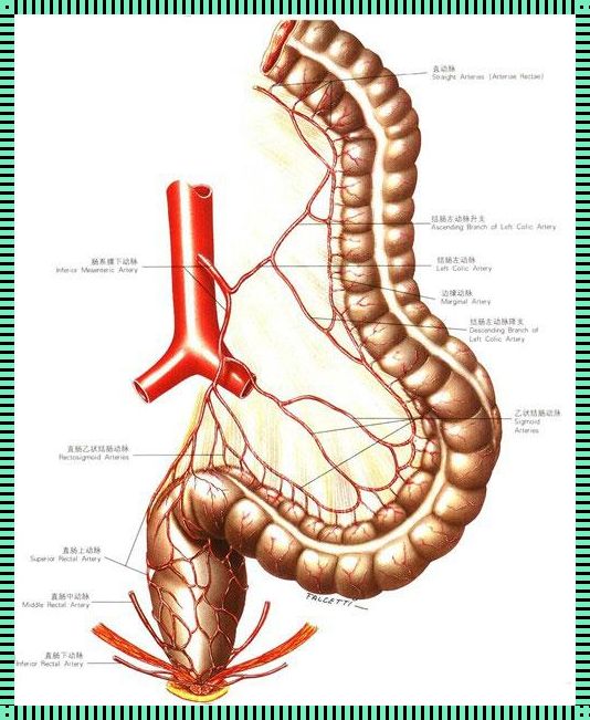 肠管血供分布的奇妙之旅：探寻生命之源的奥秘