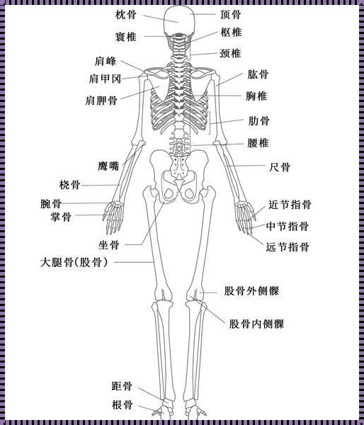 人体骨骼结构图及名称：揭秘人体支架的奇妙