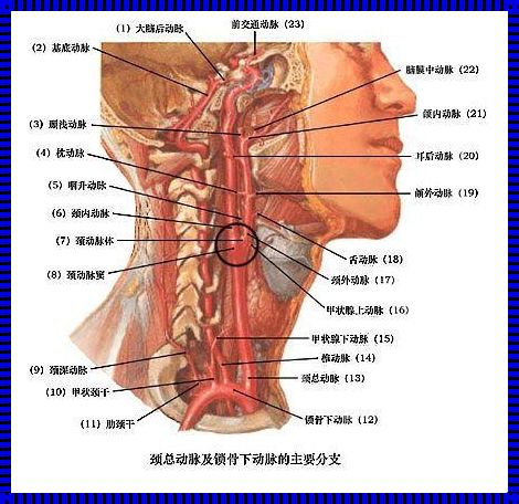 颈部动脉解剖示意图：探索人体内的神秘河流