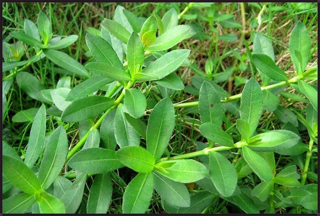 红眼草：农村的一种野生植物