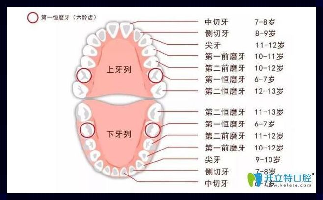 儿童六龄齿在口腔哪个位置