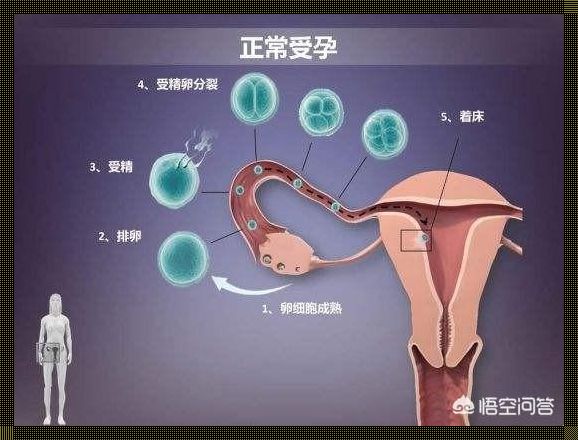 怀孕时可以：一段温馨而特殊的旅程