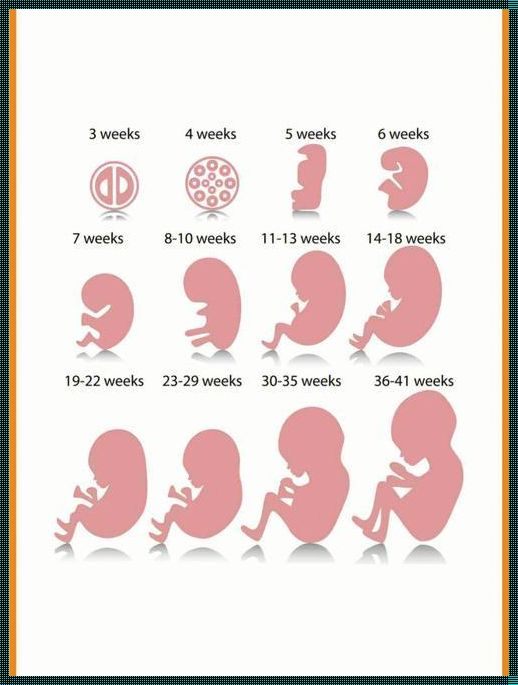 40周胎儿发育对照表：惊现生命奇迹的成长历程