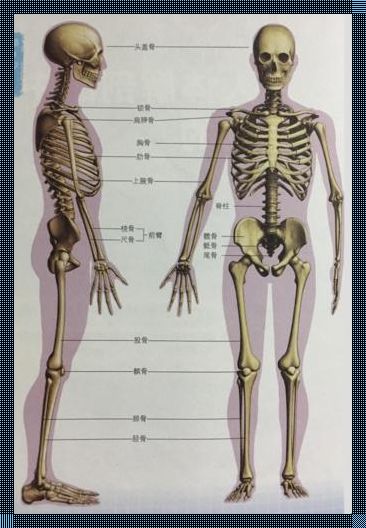 骨的构造图揭秘：探索人体骨骼的奇妙世界