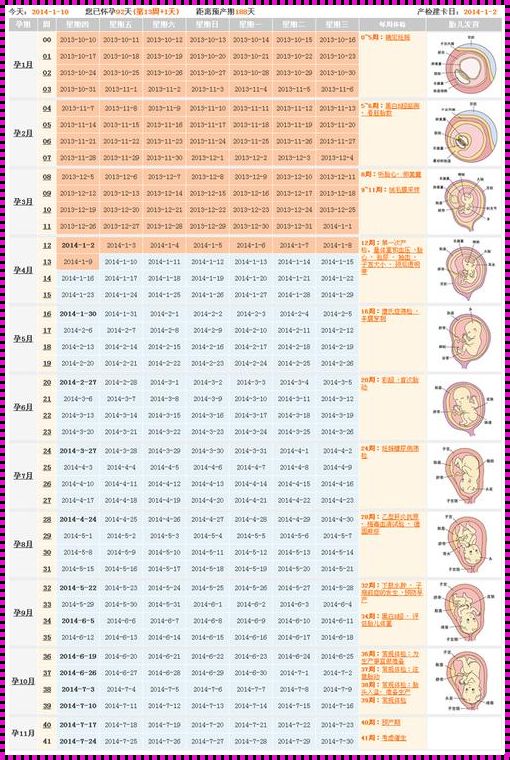 胎儿大小计算孕周：计划与成长