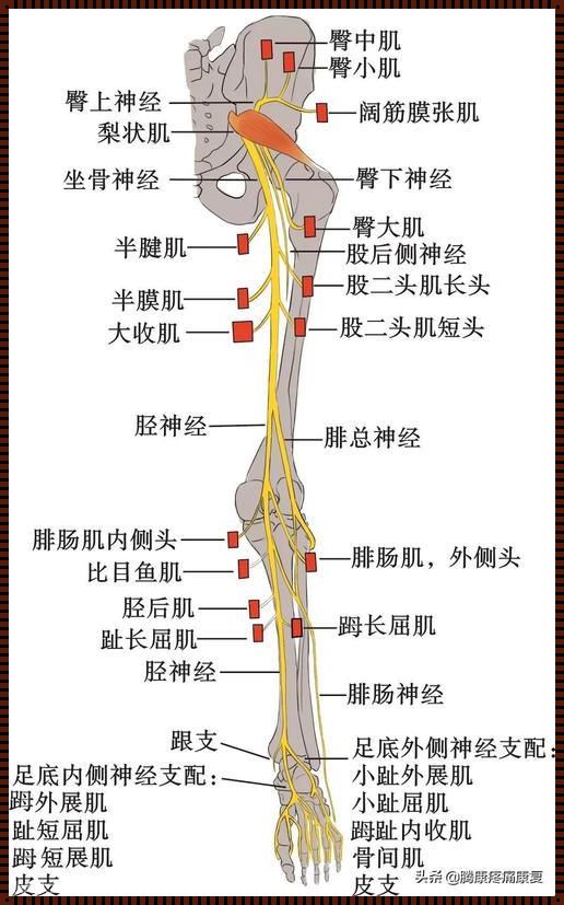 腿大骨疼是什么引起的