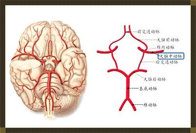 胎儿大脑中动脉PI偏低的探究：热点与关注