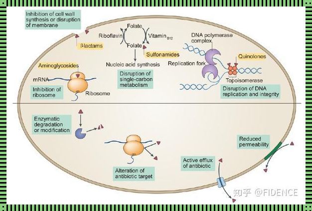 各类抗菌药物的作用机制：神秘的面纱