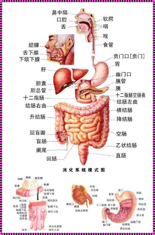 揭秘：人体的胃究竟位于何处？