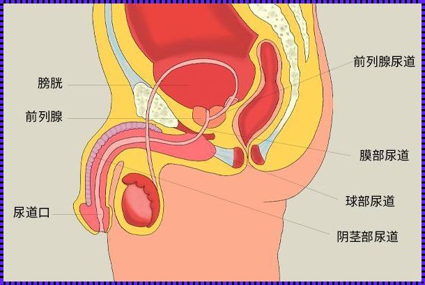 人体前列腺在哪里？