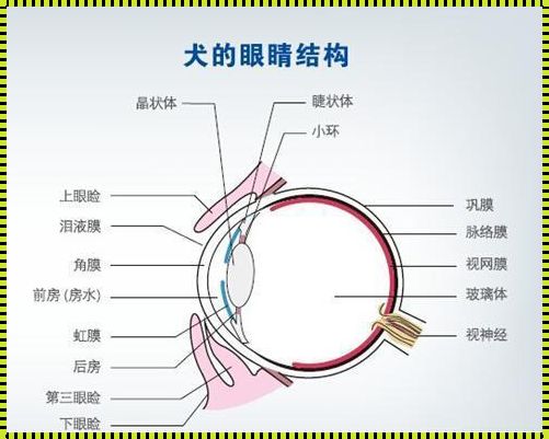 眼睛外部结构图：探索光明的窗口