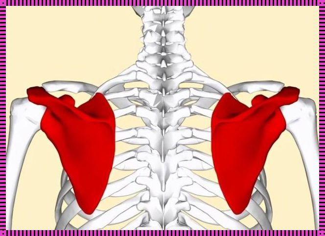 左前肩胛骨疼的位置图解析：困扰你的疼痛之谜