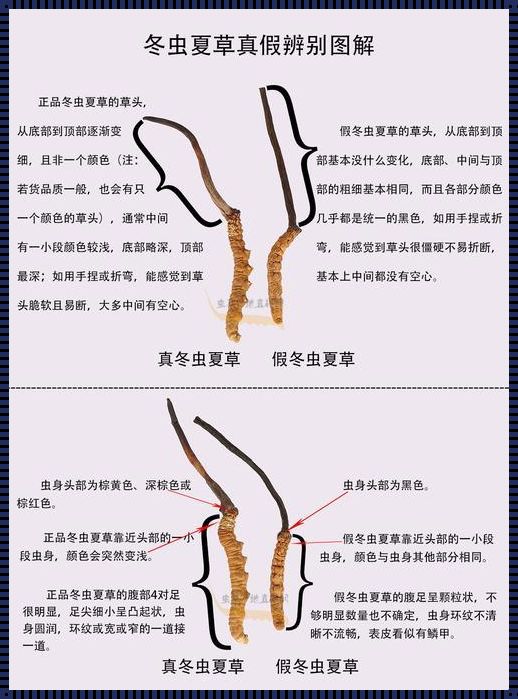 野生虫草与人工虫草的区别：揭秘自然与科技的交融秘籍