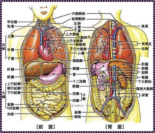 腹部压痛点的位置图揭秘