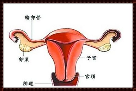 38周宫底位置：准妈妈的温馨分享