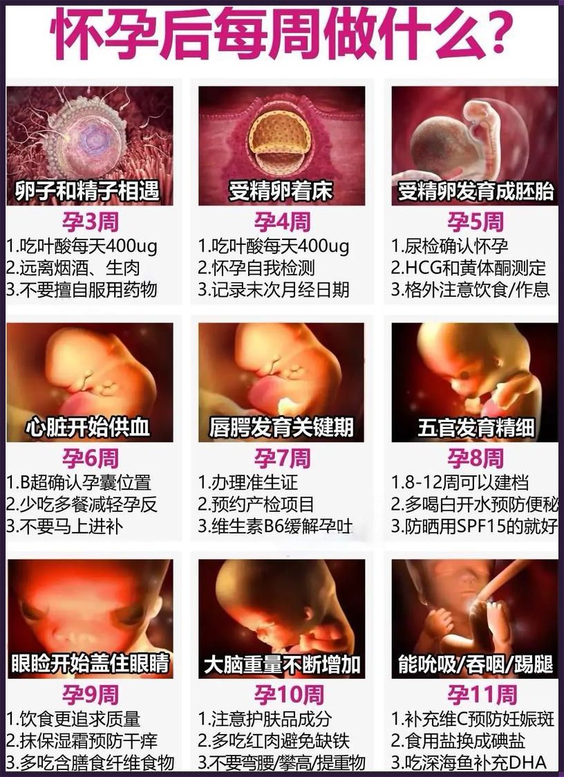 怀孕软件排行第一：解剖科技与生命的交汇点