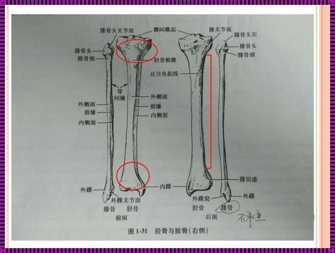 腓骨小头的准确位置图：探索人体结构的神秘之旅