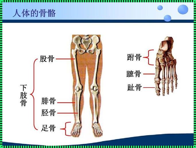 腓骨小头的准确位置图：探索人体结构的神秘之旅