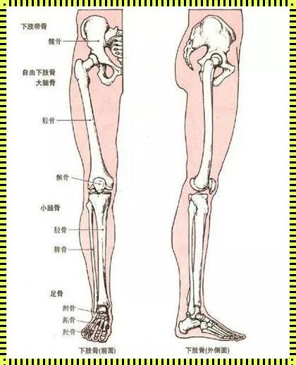 腓骨小头的准确位置图：探索人体结构的神秘之旅