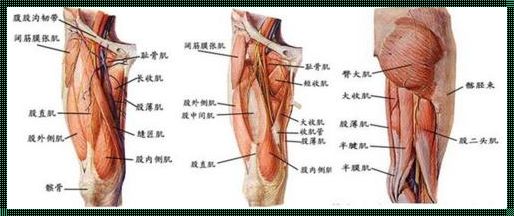 大腿筋膜炎疼痛位置图：揭秘神秘面纱