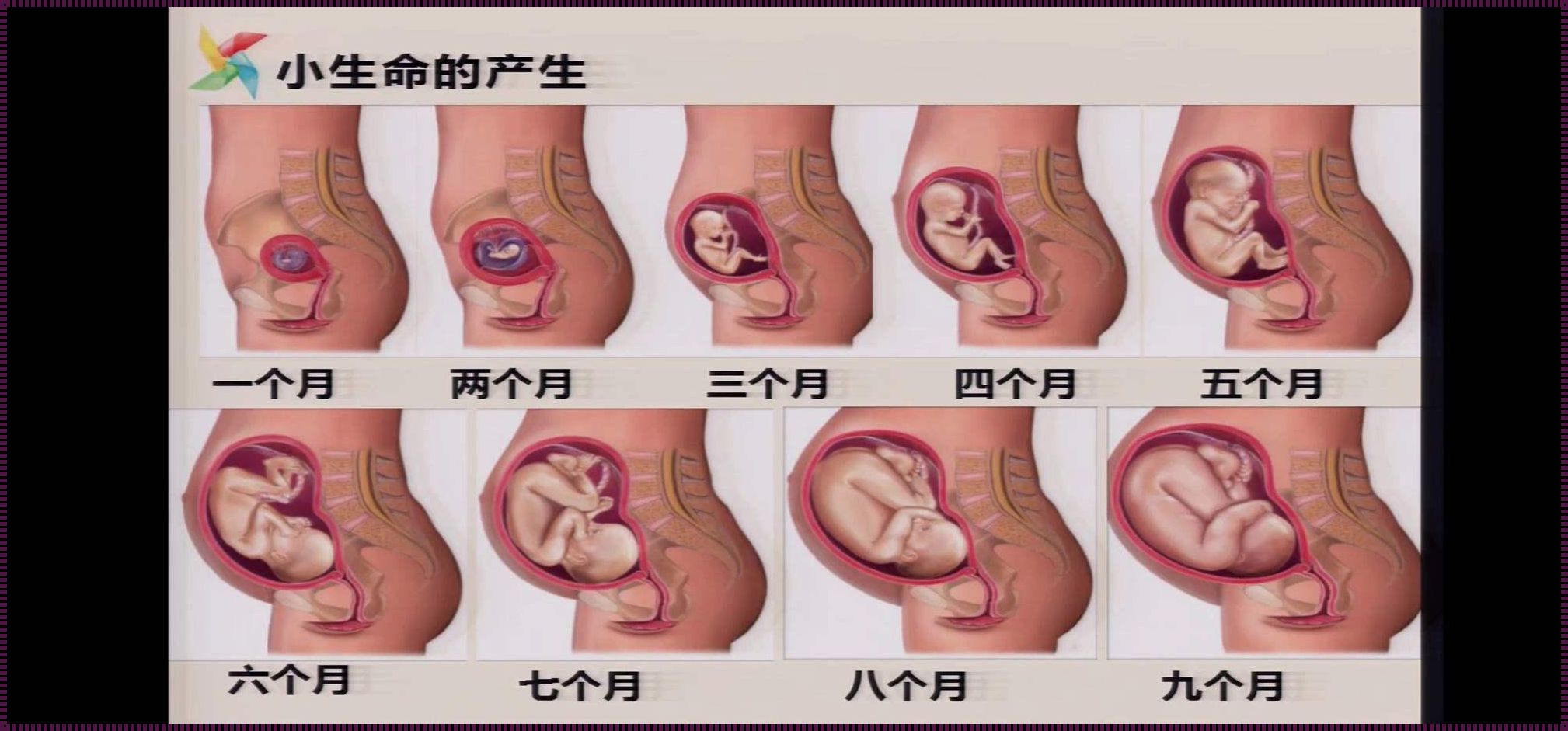 16周胎儿在子宫位置图：揭秘生命最初的奥秘